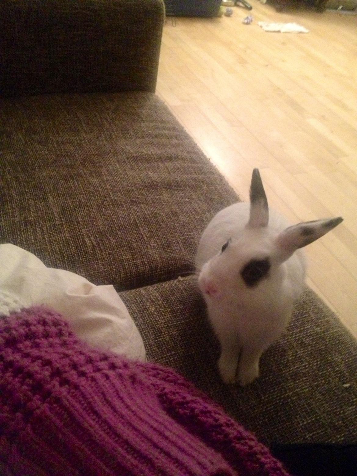 Kanin Jay - Sofakanin.. billede 6