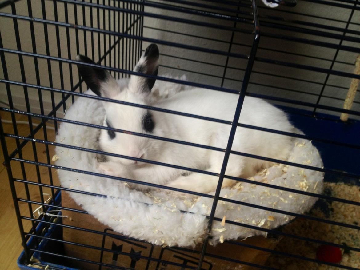 Kanin Jay - Jay har selvfølgelig egen seng... billede 7