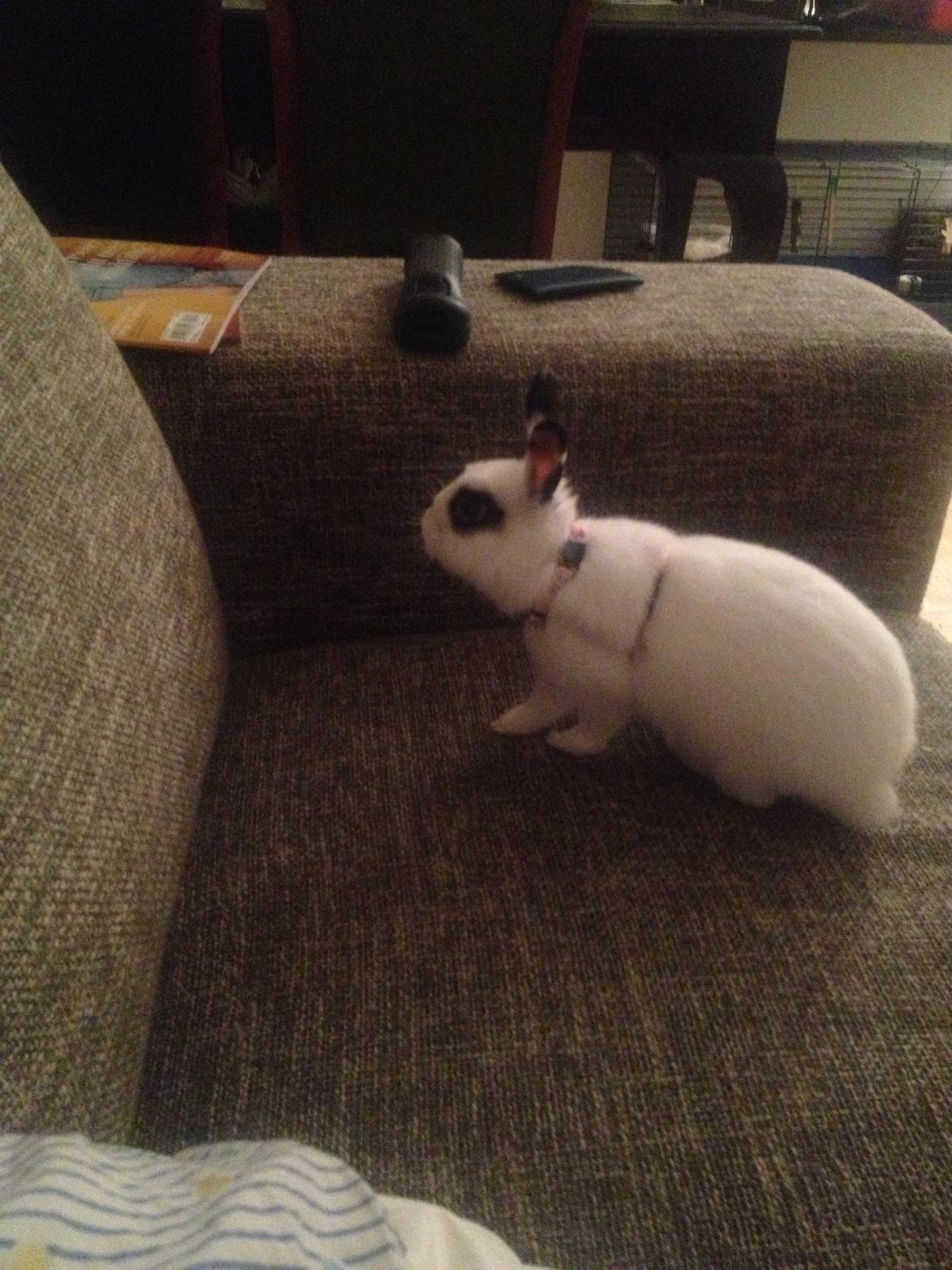 Kanin Jay - Vi øver os med selen! billede 8