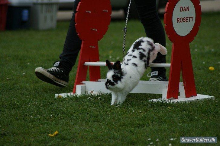 Kanin Staldlyne's Mani Mix - Sjællandsmesterskab i let lige. 1+0. billede 1