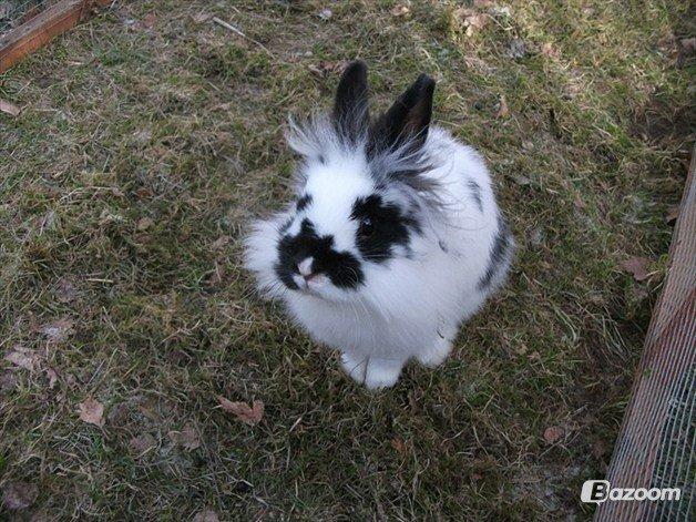 Kanin Staldlyne's Mani Mix billede 3