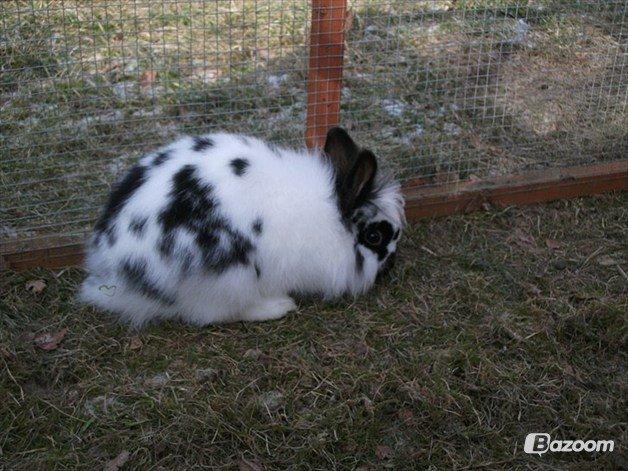 Kanin Staldlyne's Mani Mix billede 5