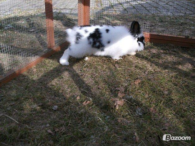 Kanin Staldlyne's Mani Mix billede 6