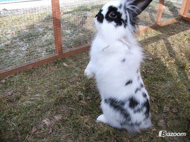 Kanin Staldlyne's Mani Mix billede 7