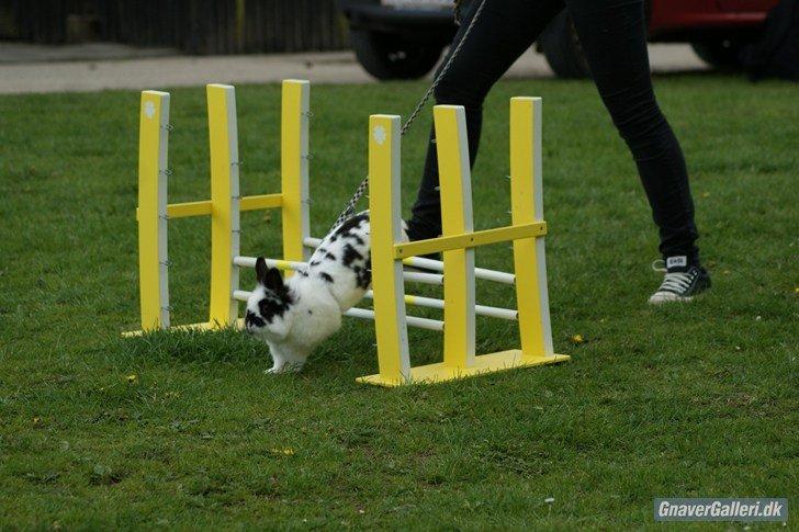 Kanin Staldlyne's Mani Mix - Sjællandsmesterskab i let lige. 1+0. billede 4