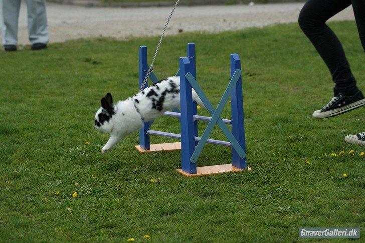 Kanin Staldlyne's Mani Mix - Sjællandsmesterskab i let lige. 1+0. billede 8
