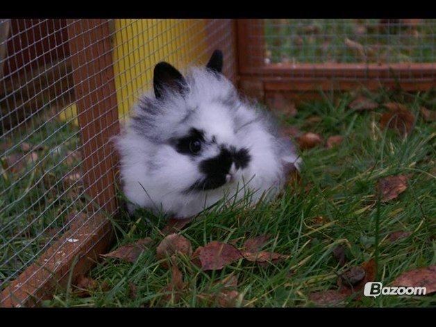 Kanin Staldlyne's Mani Mix - Baby Mani <3 :* Ik' så mærkeligt at alle faldt for ham? :D billede 9