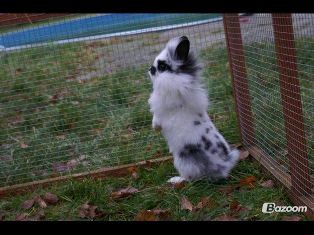 Kanin Staldlyne's Mani Mix - Bebse :D billede 2