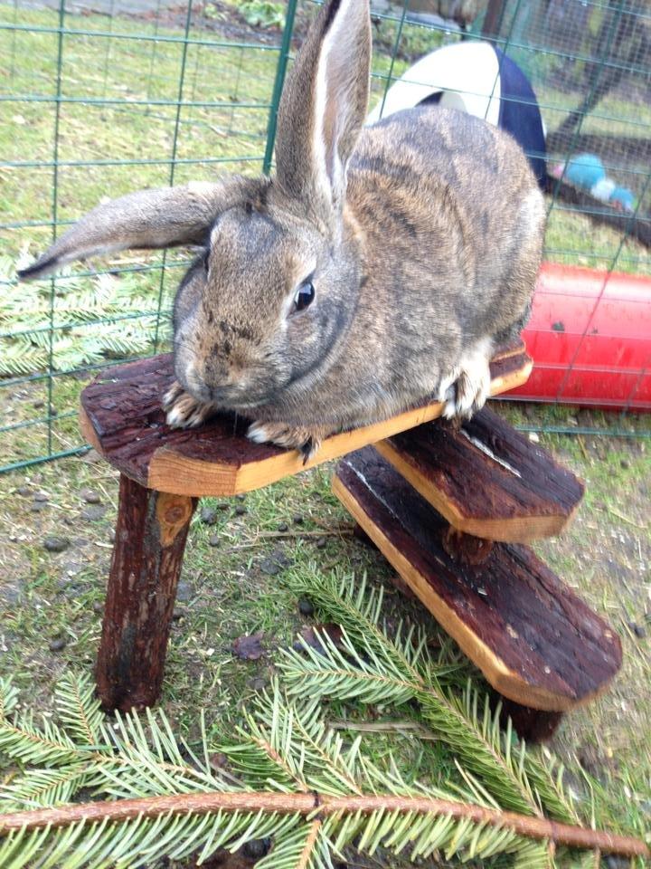 Kanin Lilliens Akanomi Tap Tap billede 7