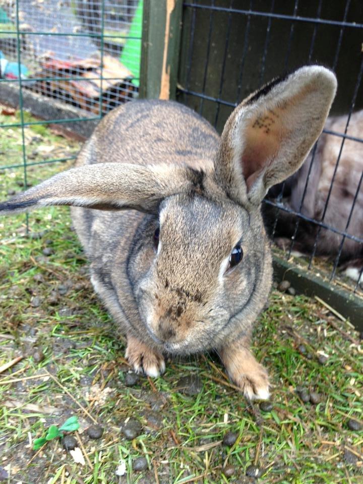 Kanin Lilliens Akanomi Tap Tap billede 8