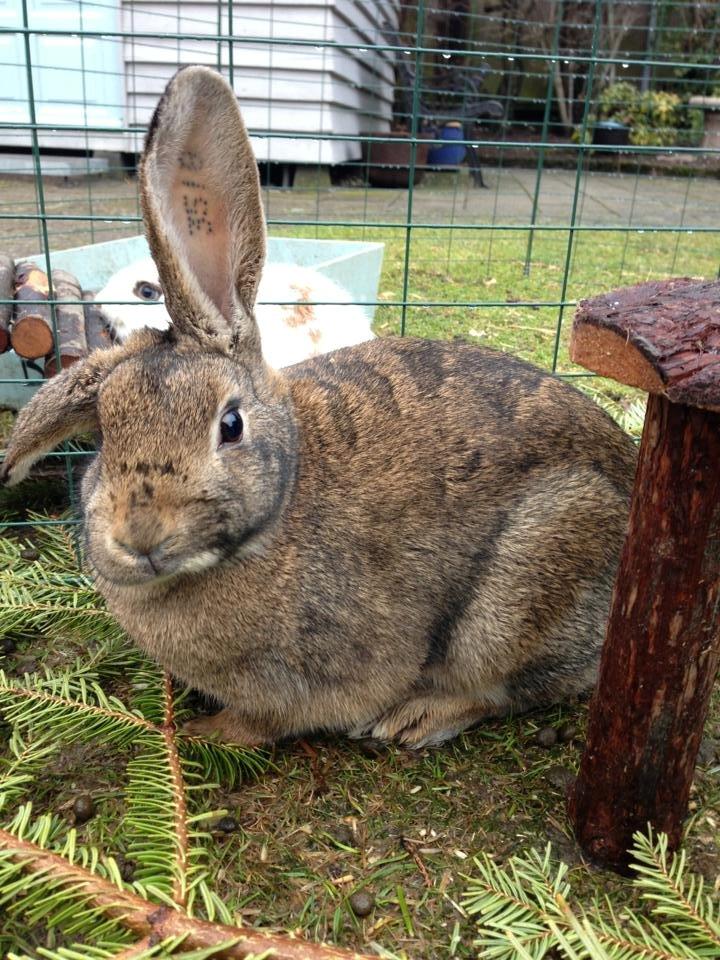 Kanin Lilliens Akanomi Tap Tap billede 1