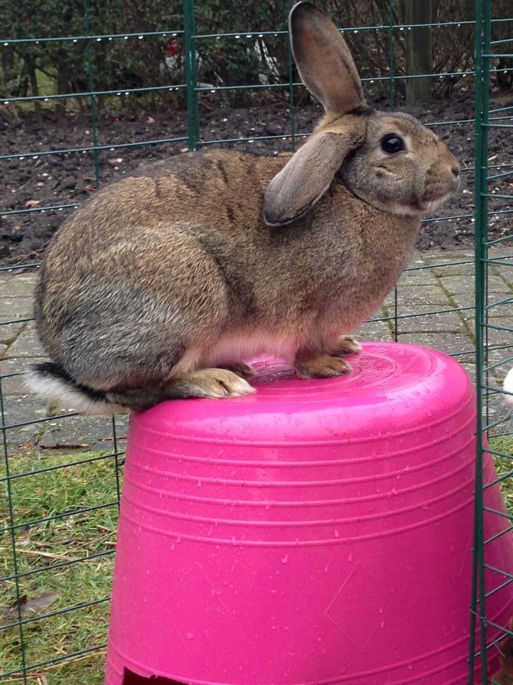 Kanin Lilliens Akanomi Tap Tap billede 9