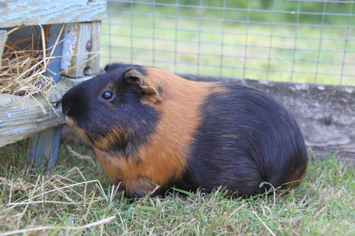 Marsvin Putte billede 12