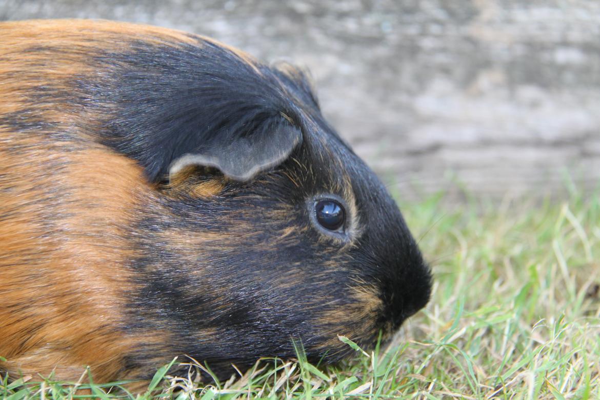 Marsvin Putte billede 5