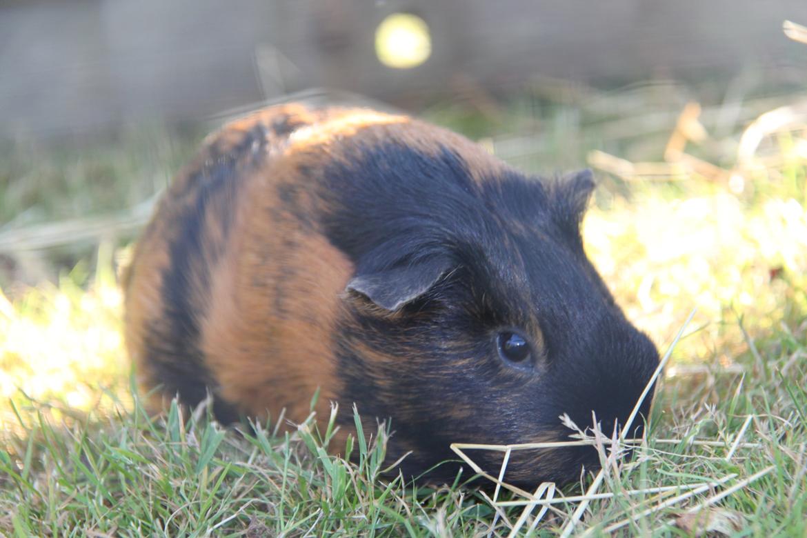 Marsvin Putte - Grææææs!♥ billede 19