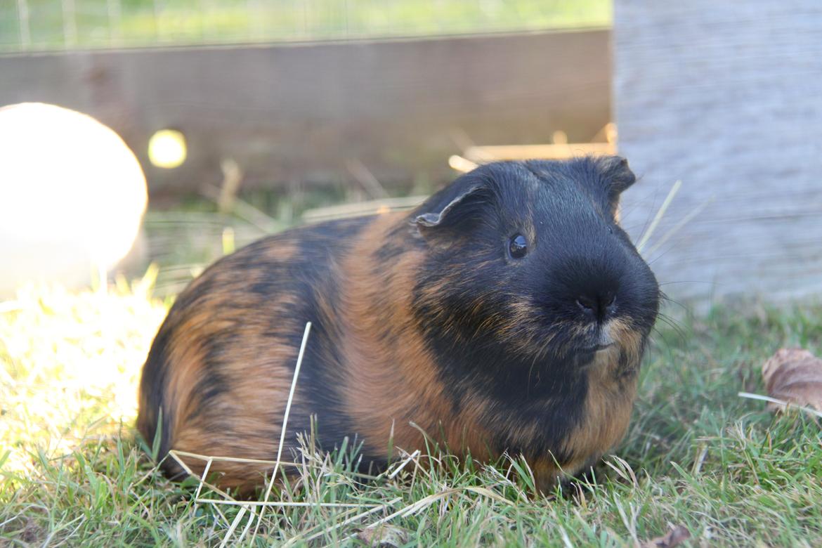 Marsvin Putte billede 20