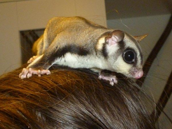Sugar glider | Suki billede 7