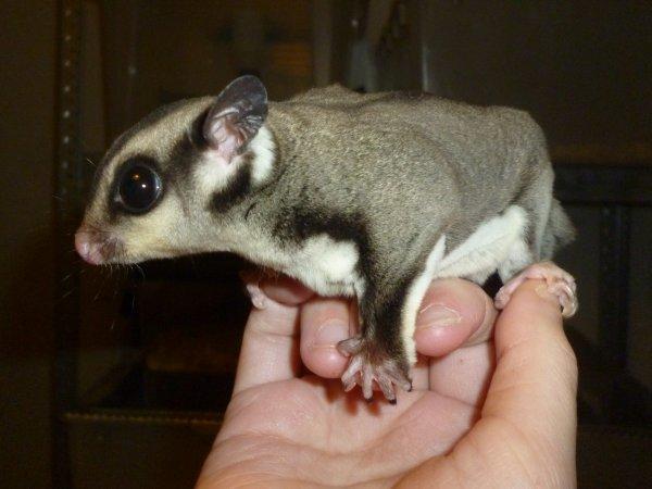Sugar glider | Suki billede 8