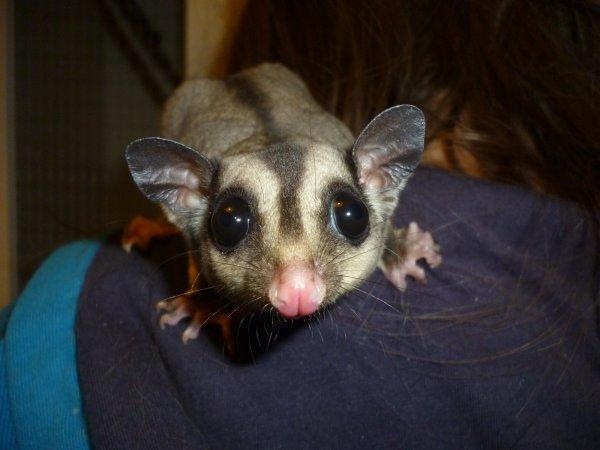Sugar glider | Suki billede 9