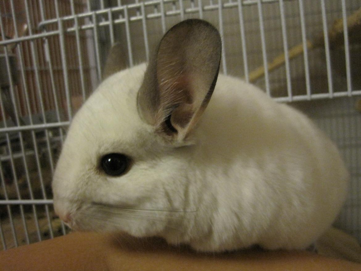 Chinchilla Sonny billede 17