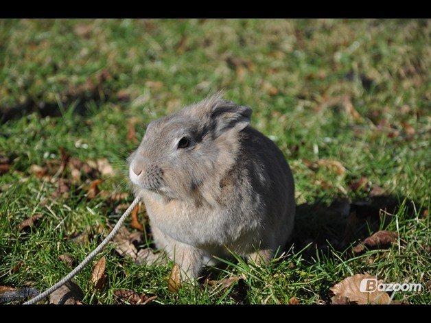 Kanin Nuggi R.I.P D': - Arh? Dumme snor?!♥ Taget af Emilie Wiuff♥ billede 10