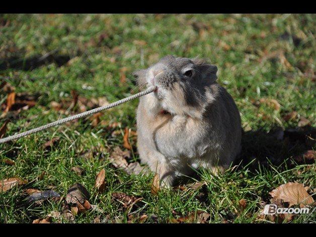 Kanin Nuggi R.I.P D': - Gååå væk!!♥♥ Taget af Emilie Wiuff billede 11