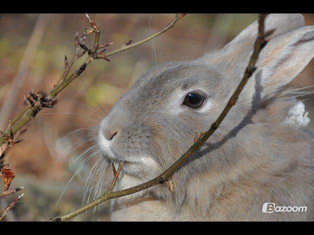 Kanin Nuggi R.I.P D': - Taget af Emilie Wiuff♥ billede 5