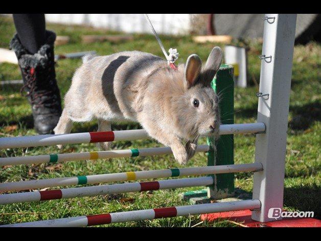 Kanin Nuggi R.I.P D': - Taget af Emilie Wiuff♥ billede 7