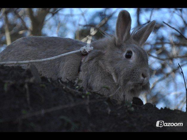 Kanin Nuggi R.I.P D': - Tak for kigget!♥ Læg gerne en kommentar, og en bedømmelse?♥:D billede 20