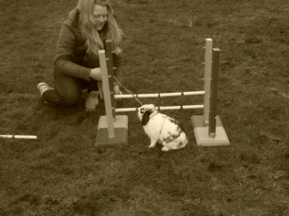 Kanin Hr. Olsen. billede 4