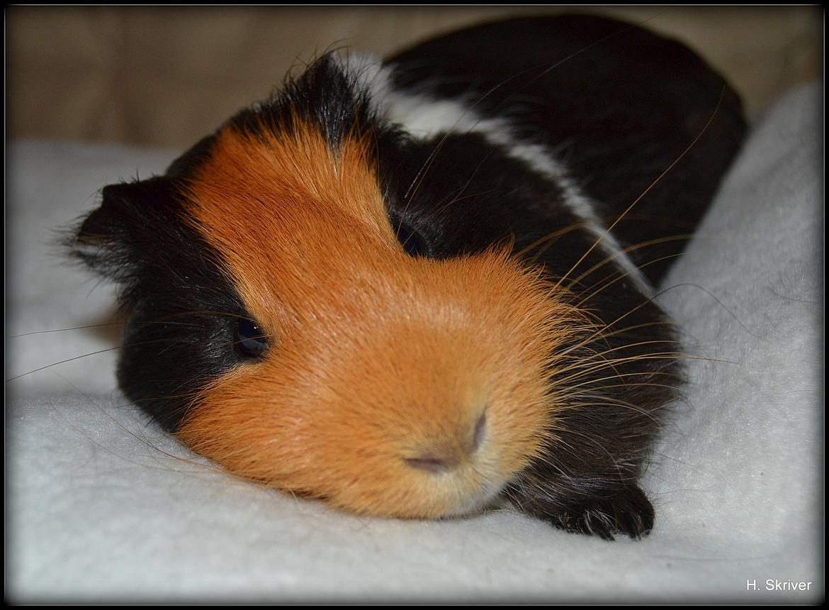 Marsvin Tejs - Mit lille putte svin ;) billede 7