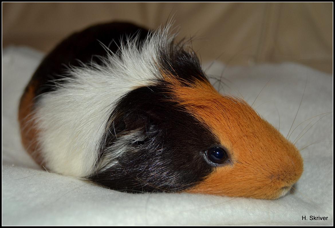 Marsvin Tejs billede 11