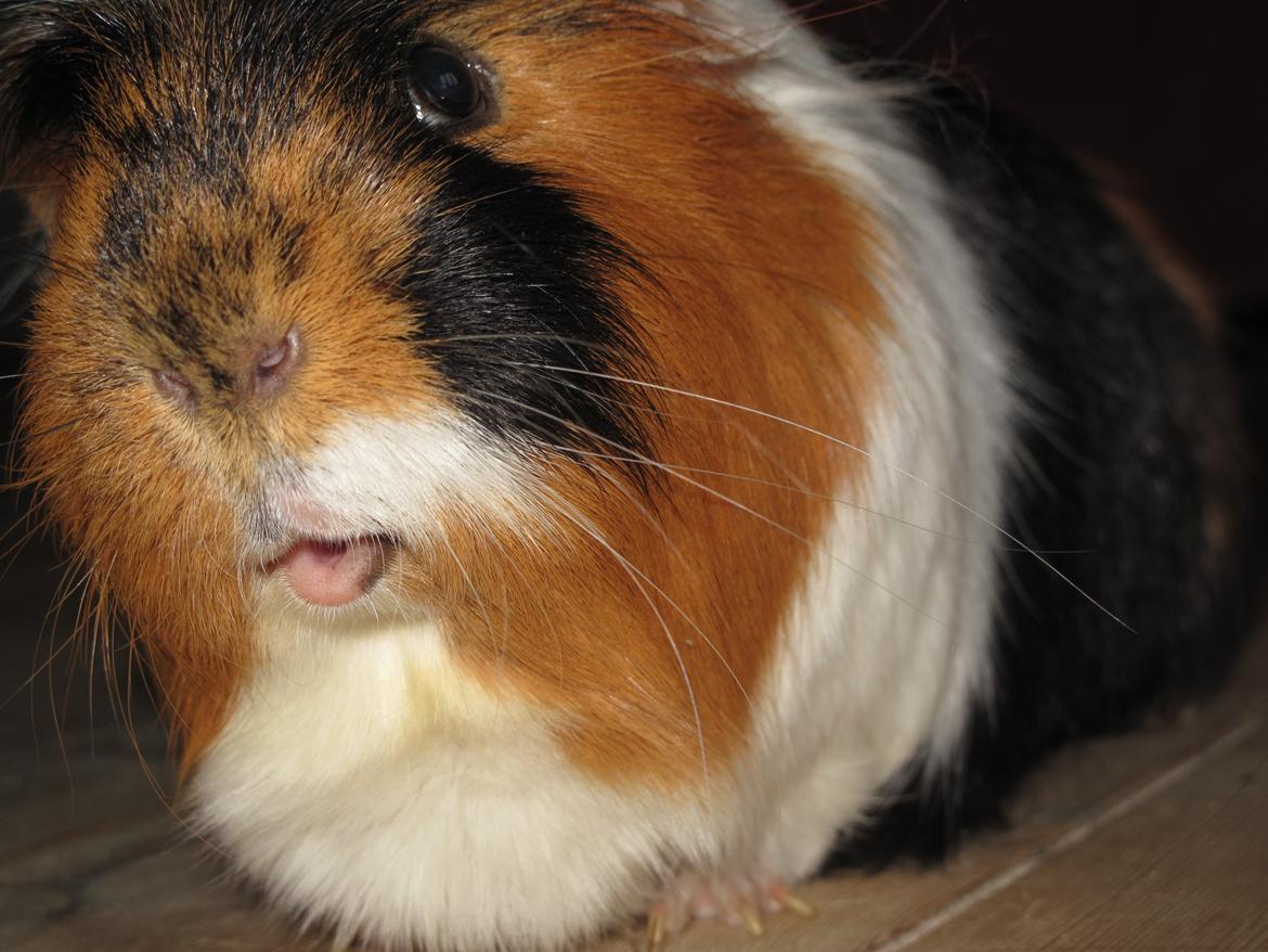 Marsvin Lillefod <3 † Du vil altid været savnet † billede 7