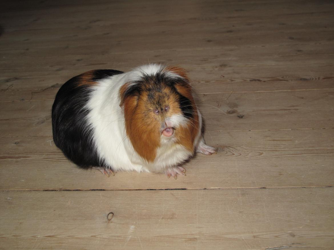 Marsvin Lillefod <3 † Du vil altid været savnet † billede 18