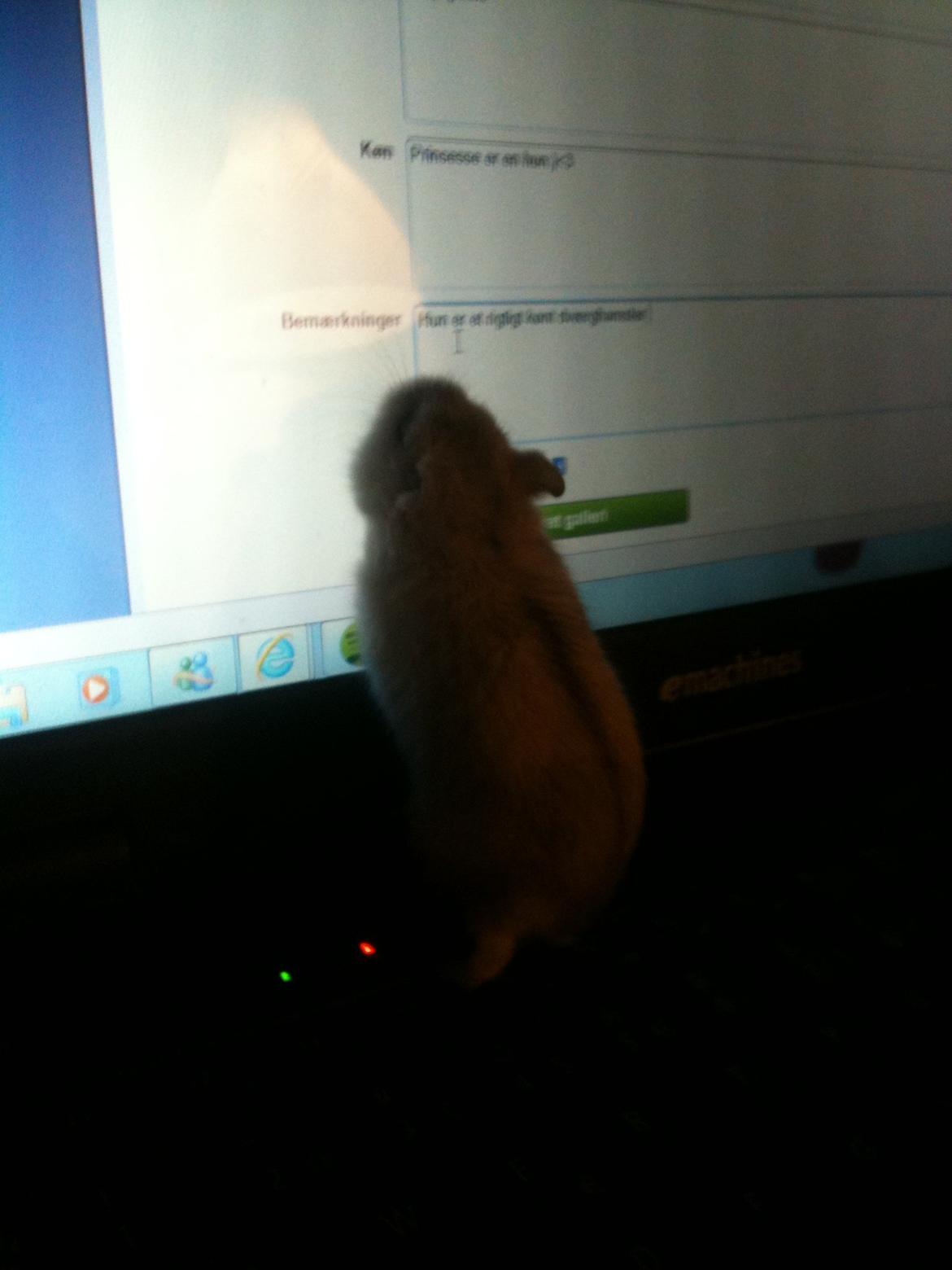 Dværghamster Prinsesse billede 3