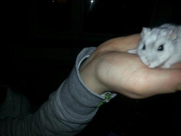 Dværghamster Prinsesse billede 4