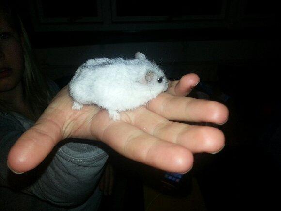 Dværghamster Prinsesse billede 5