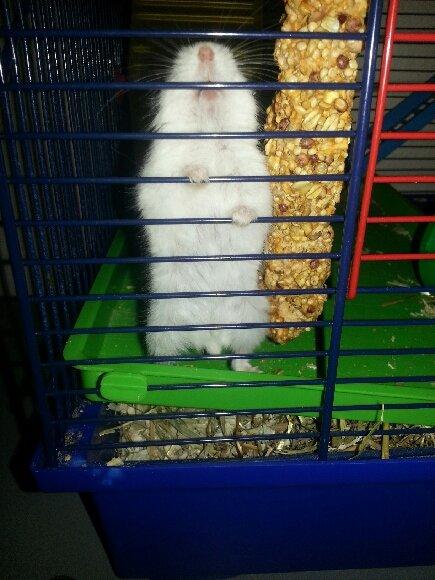 Dværghamster Prinsesse billede 2