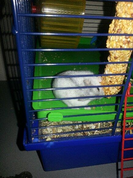 Dværghamster Prinsesse billede 6