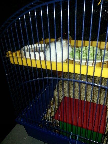 Dværghamster Prinsesse billede 7