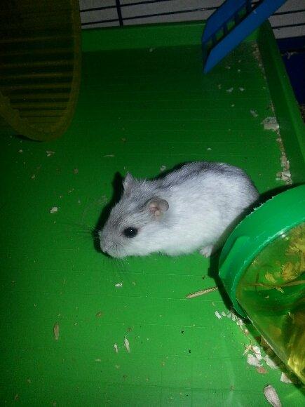 Dværghamster Prinsesse billede 8