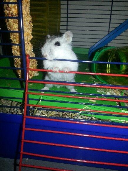 Dværghamster Prinsesse billede 1