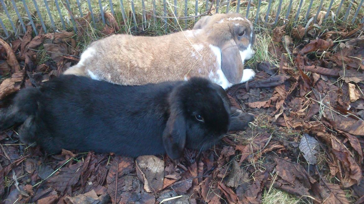 Kanin Hopla's Piratos ( Lille Pi' ) - bror og søster. billede 6