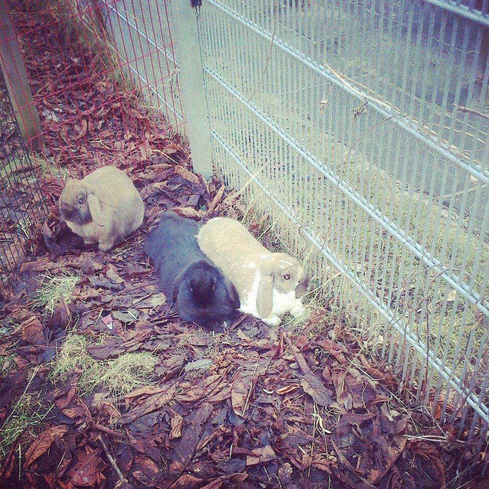 Kanin Hopla's Piratos ( Lille Pi' ) - P hænger ud med Sniff og TT. billede 7