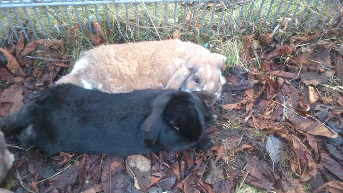 Kanin Hopla's Piratos ( Lille Pi' ) - i er så søøde<3 billede 8