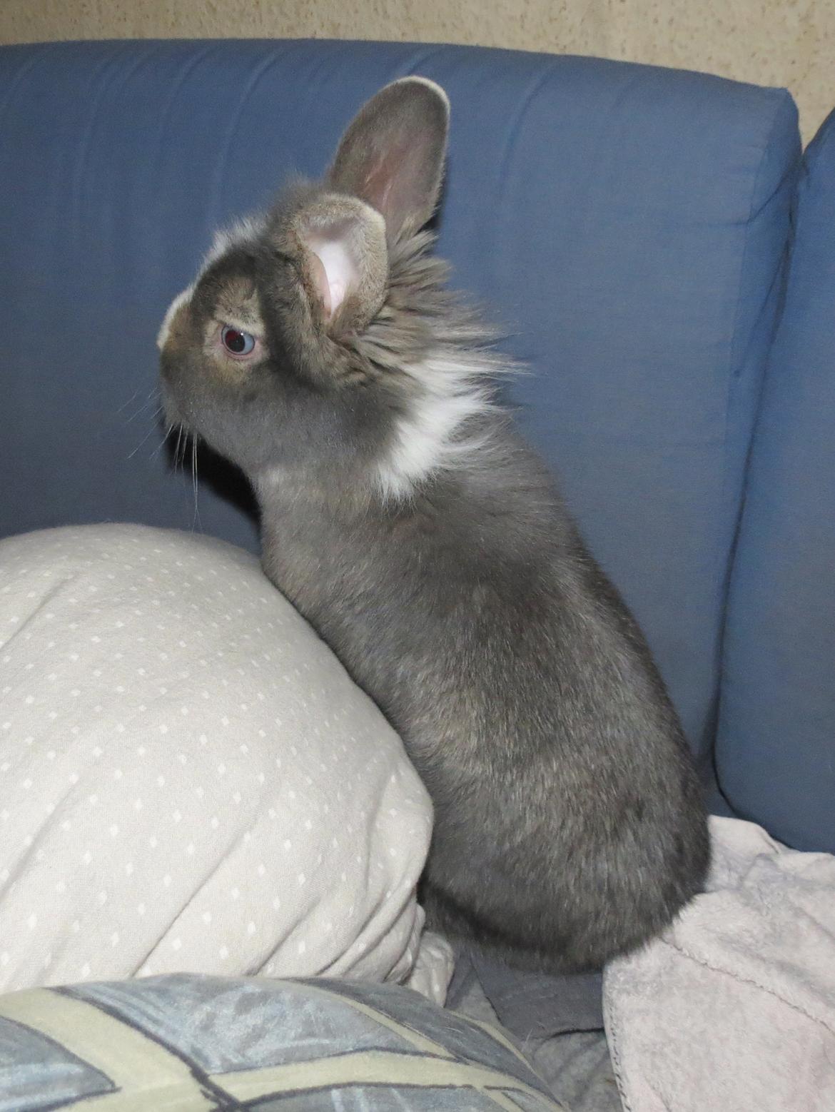 Kanin Pebbles *Pebbly* billede 1