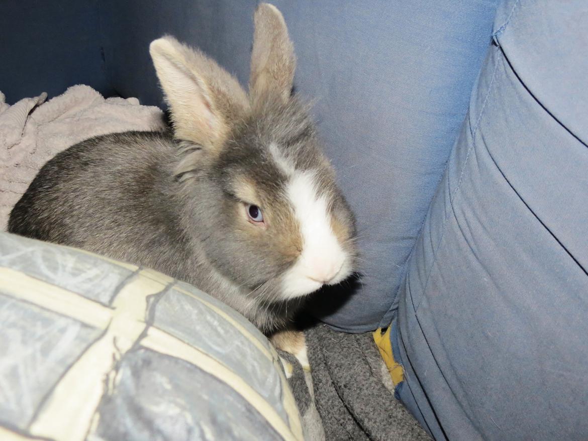 Kanin Pebbles *Pebbly* billede 2