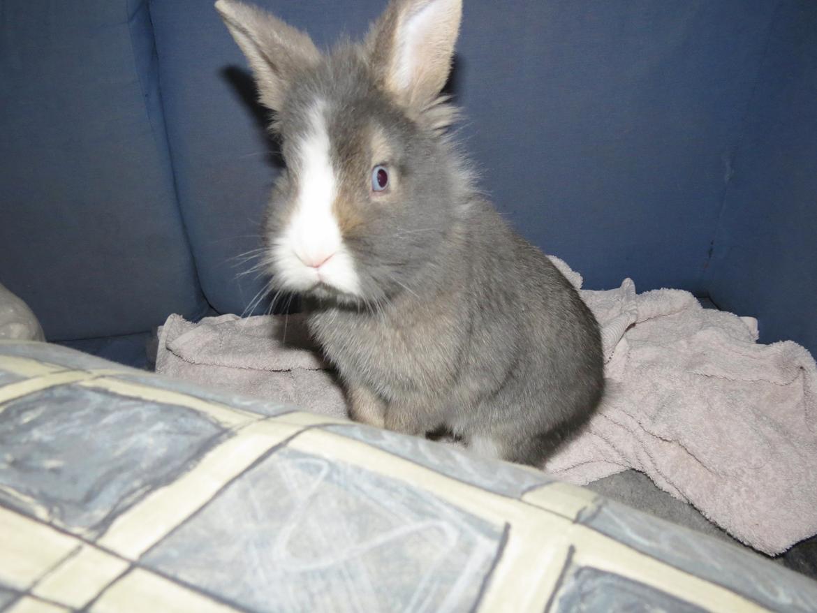Kanin Pebbles *Pebbly* billede 3