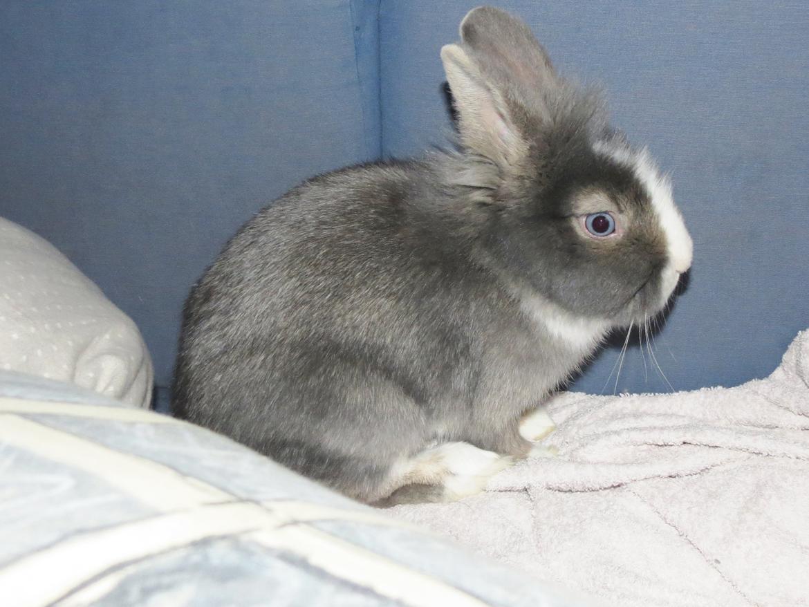 Kanin Pebbles *Pebbly* billede 4