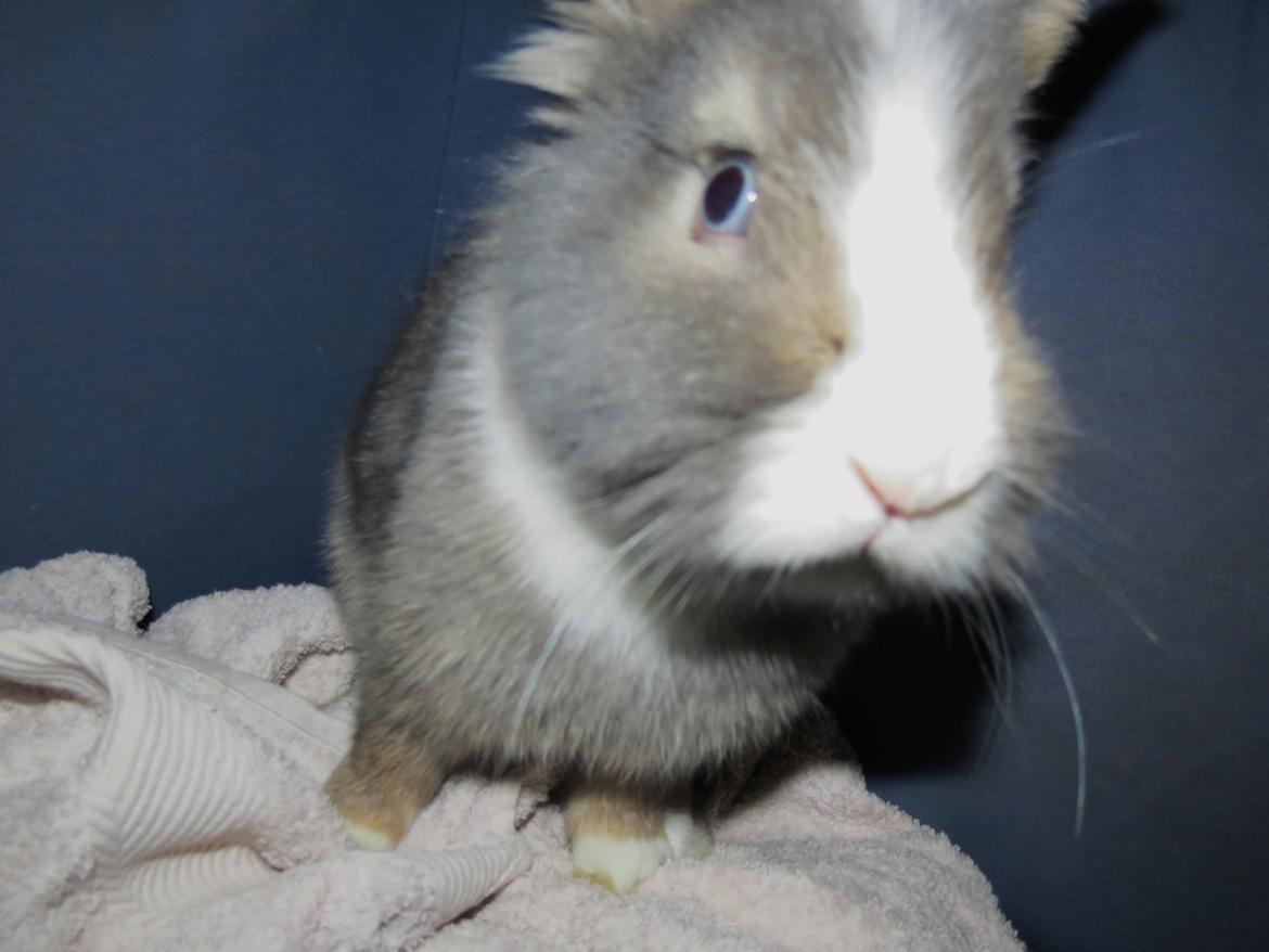 Kanin Pebbles *Pebbly* billede 5